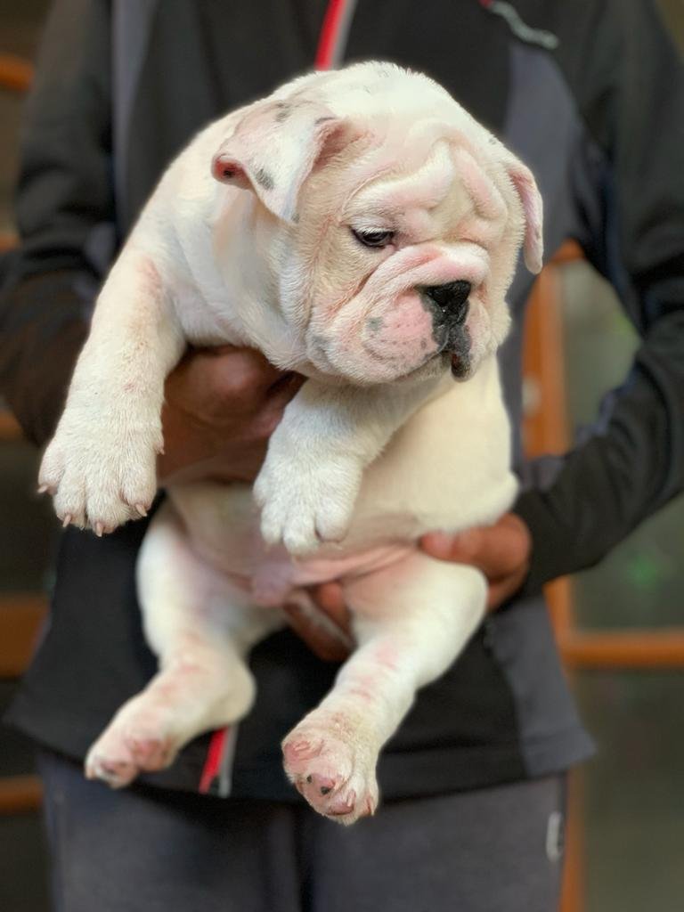 Buy Vaccinated  English Bulldog  Puppy from Chennai
